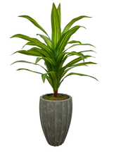 Load image into Gallery viewer, 4' MASSANGEANA PLANT IN GRAY FBRGL