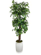 Load image into Gallery viewer, 6.5' FICUS 4-TIER IN WHT FBRGL