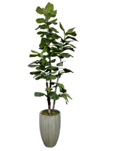 Load image into Gallery viewer, 6.5' NATURAL FIG IN GRAY FBRGL