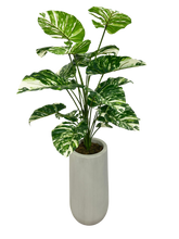 Load image into Gallery viewer, 4' POTHOS VERIEGATED IN GRAY FRBGL