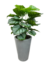 Load image into Gallery viewer, 3' PRAYER PLANT IN GRAY FBRGL