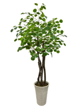 Load image into Gallery viewer, 5' APPLE IN BEIGE FBRGL