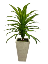 Load image into Gallery viewer, 4.5' MASSANGEANA PLANT IN GRAY FBRGL
