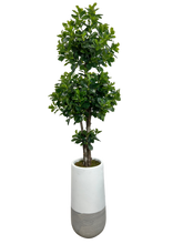 Load image into Gallery viewer, 5' BAY OLIVE 2-TIER TOPIARY IN WHT/GRAY FBRGL