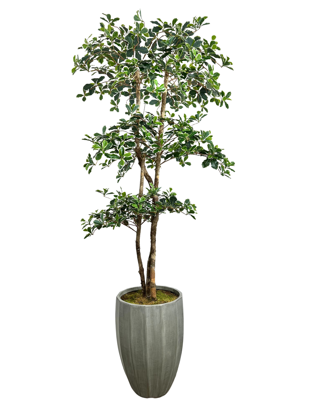 7' BLACK OLIVE VARI 3-TIER IN GRAY FBRGL