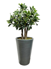Load image into Gallery viewer, 3&#39; BAY OLIVE TOPIARY IN GRAY FBRGL
