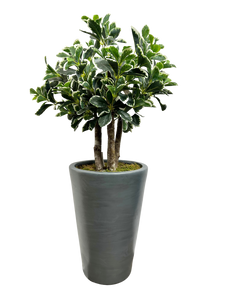 3' BAY OLIVE TOPIARY IN GRAY FBRGL