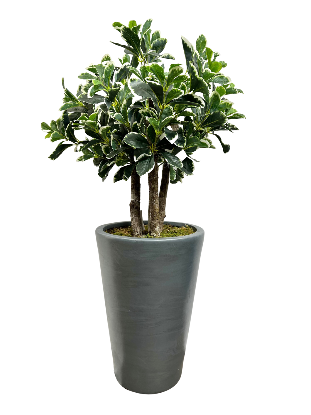 3' BAY OLIVE TOPIARY IN GRAY FBRGL