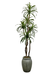 7.5' YUCCA IN GRAY JAR FBRGL