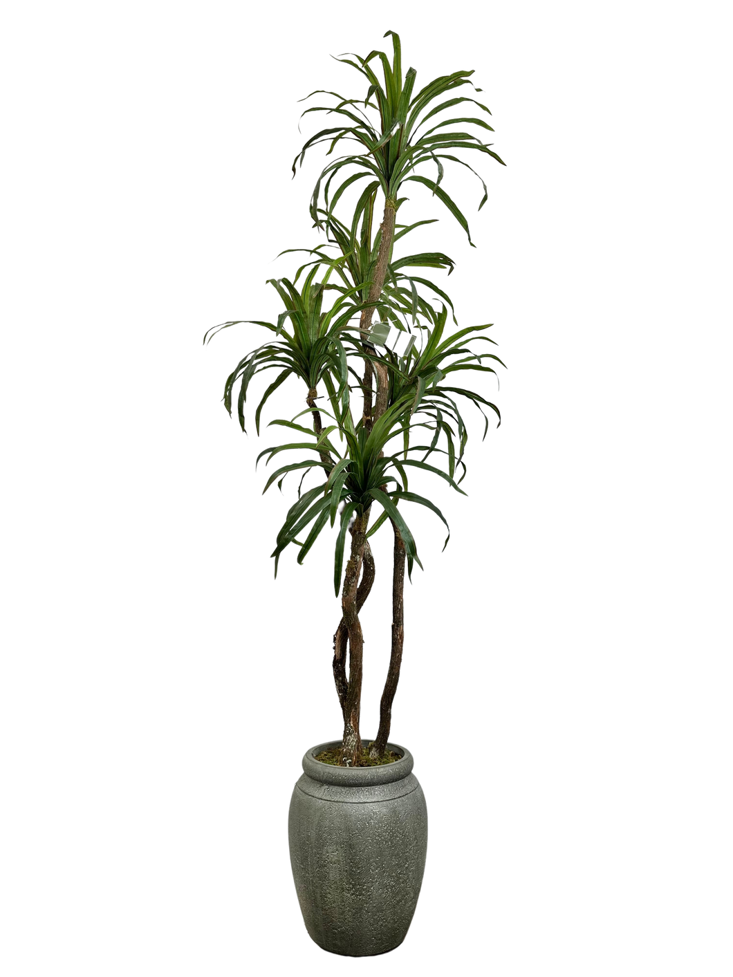 7.5' YUCCA IN GRAY JAR FBRGL
