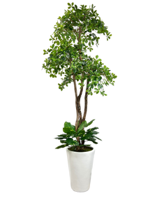 8' BLACK OLIVE 3-TIER IN WHT FBRGL