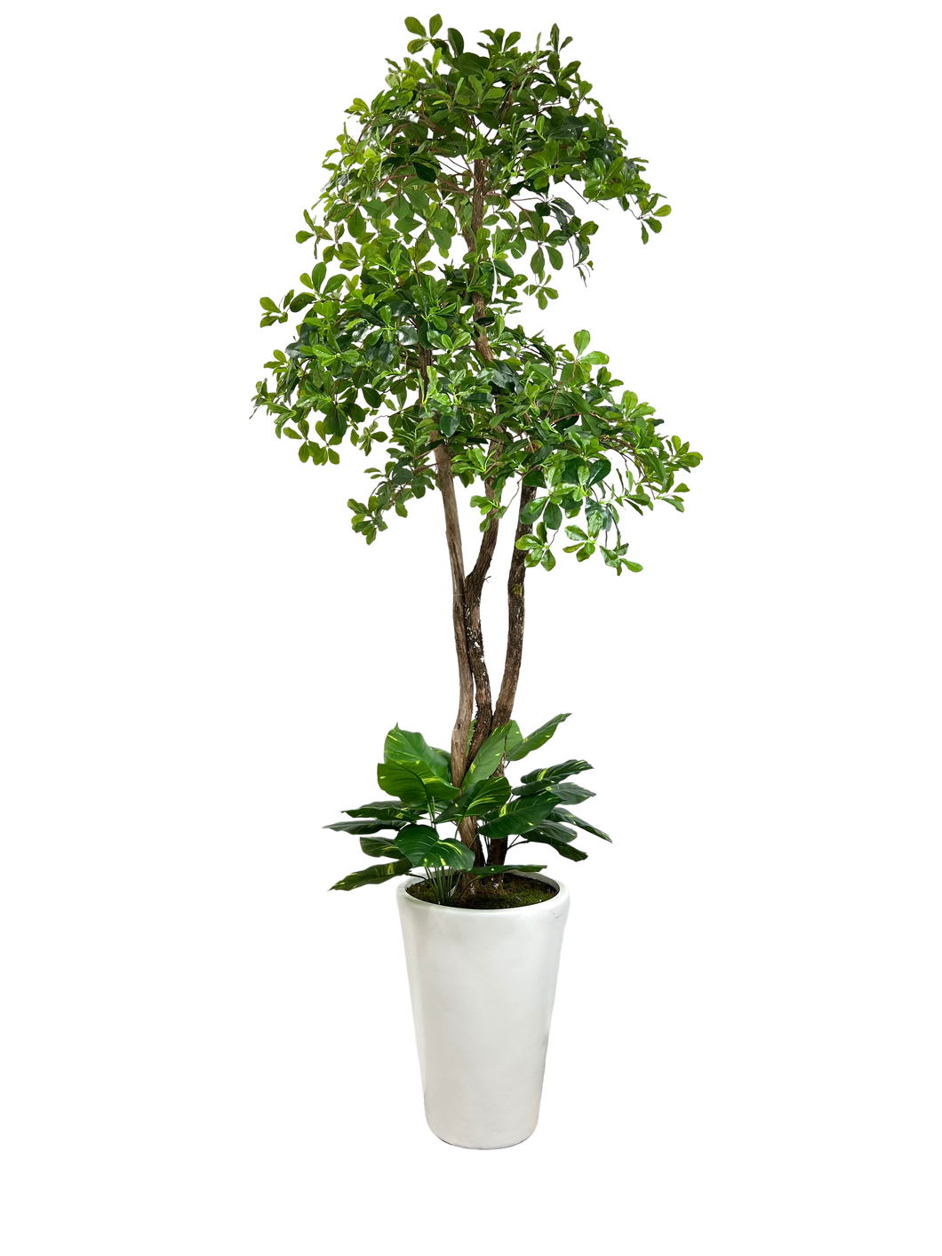 8' BLACK OLIVE 3-TIER IN WHT FBRGL