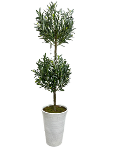 5.5' YOUNG OLIVE DBL BALL TOPIARY IN WHT FBRGL