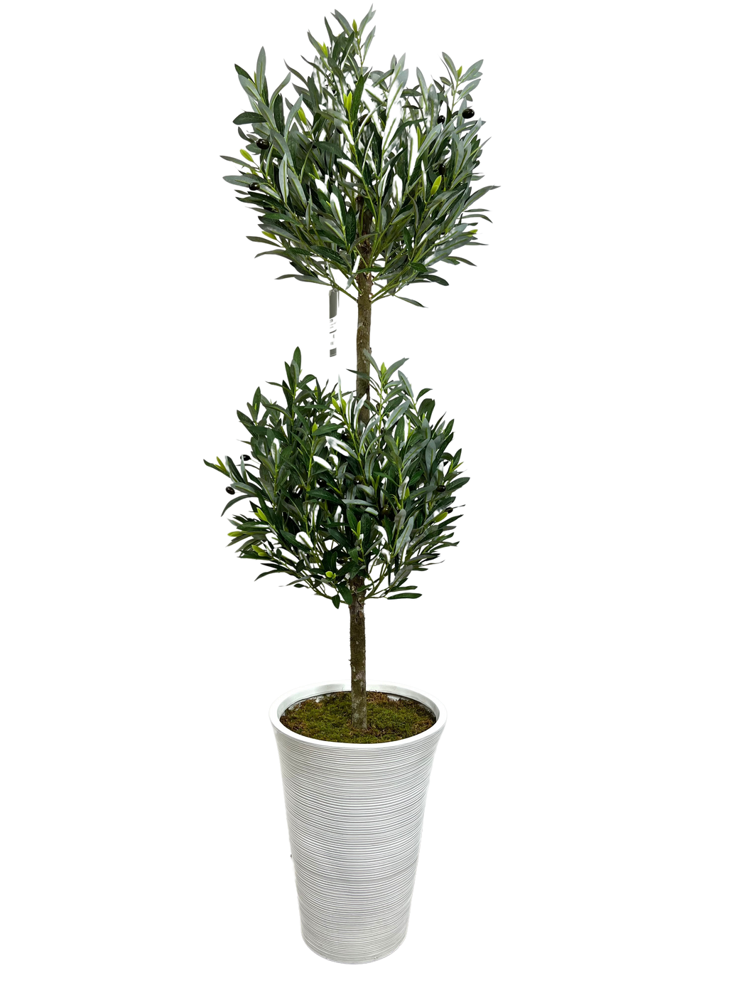 5.5' YOUNG OLIVE DBL BALL TOPIARY IN WHT FBRGL