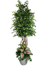 Load image into Gallery viewer, 9&#39; GIANT FICUS IN LT GRAY FBRGL W/UNDERPLT
