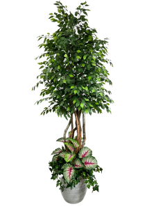 9' GIANT FICUS IN LT GRAY FBRGL W/UNDERPLT