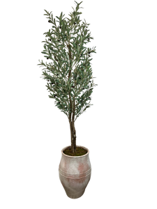 6.5' YOUNG OLIVE IN TERRACOTTA FBRGL
