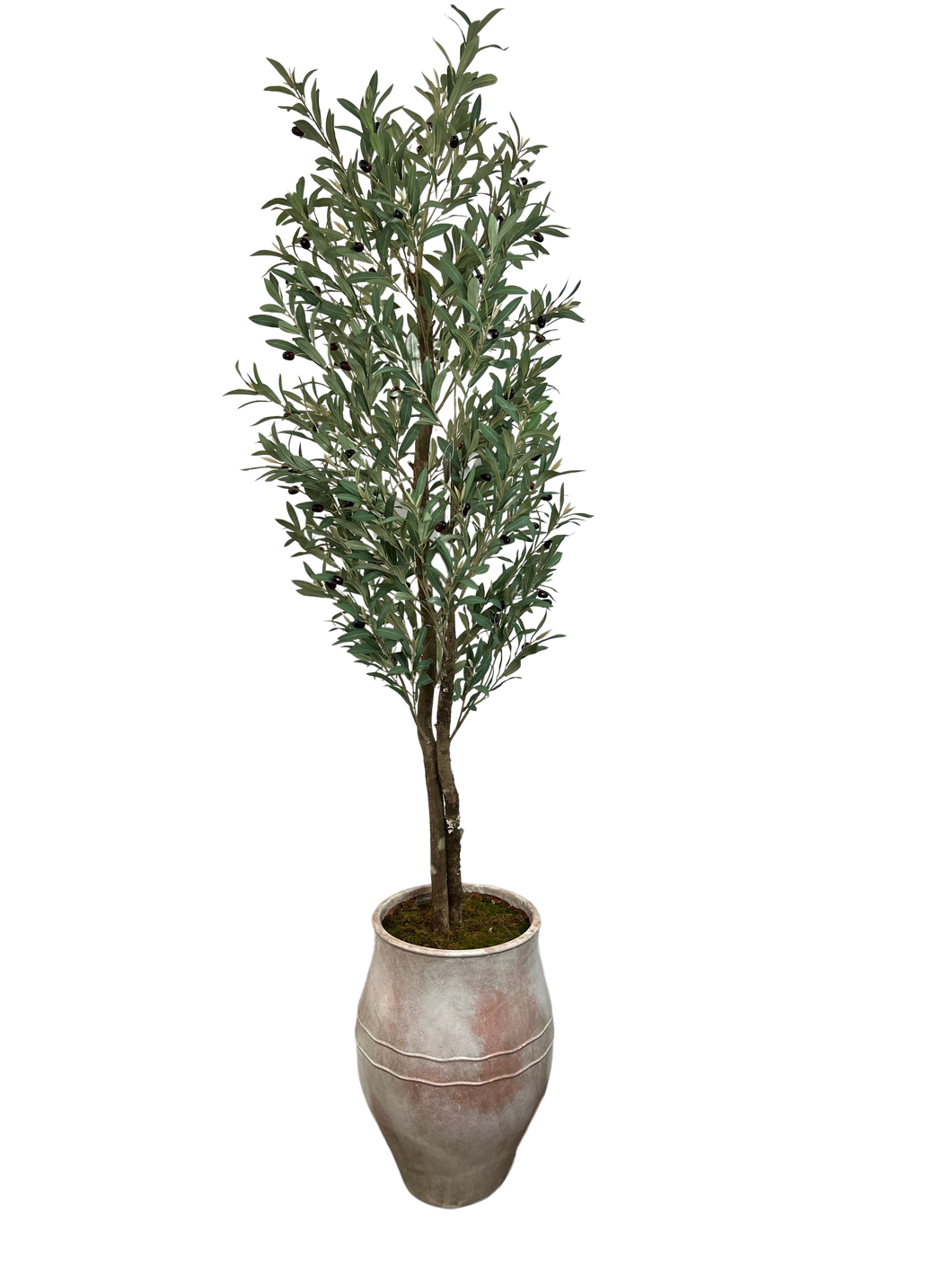 6.5' YOUNG OLIVE IN TERRACOTTA FBRGL