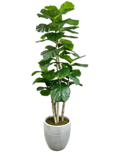 Load image into Gallery viewer, 7.5&#39; GIANT FIG IN GROWERS POT
