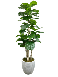 7.5' GIANT FIG IN GROWERS POT