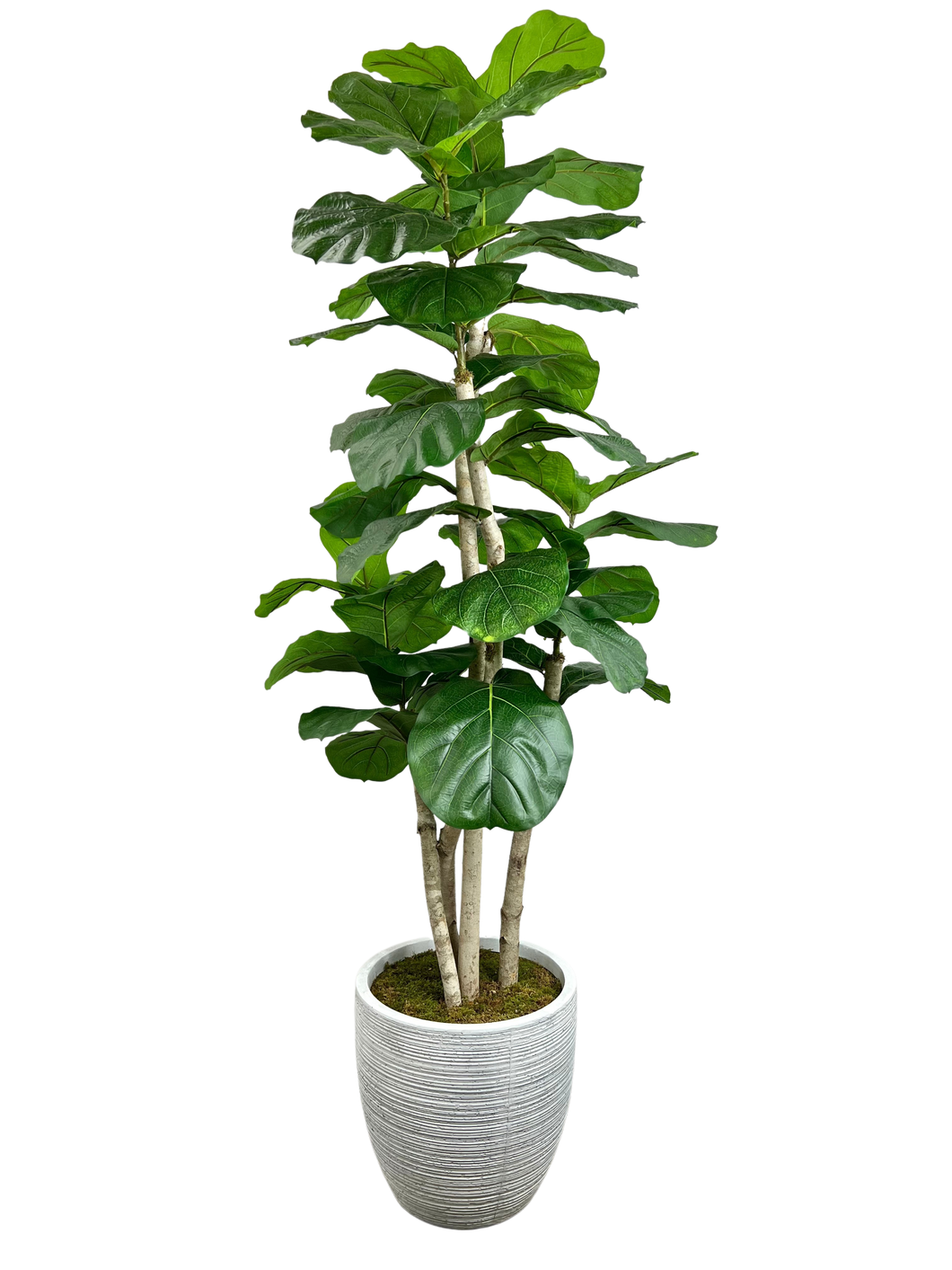 7.5' GIANT FIG IN GROWERS POT