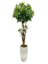 Load image into Gallery viewer, 4&#39; BLACK OLIVE TOPIARY IN LT GRAY FBRGL
