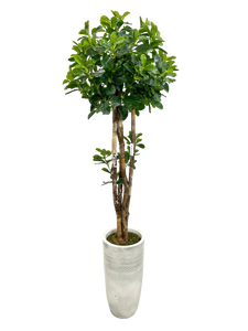 4' BLACK OLIVE TOPIARY IN LT GRAY FBRGL