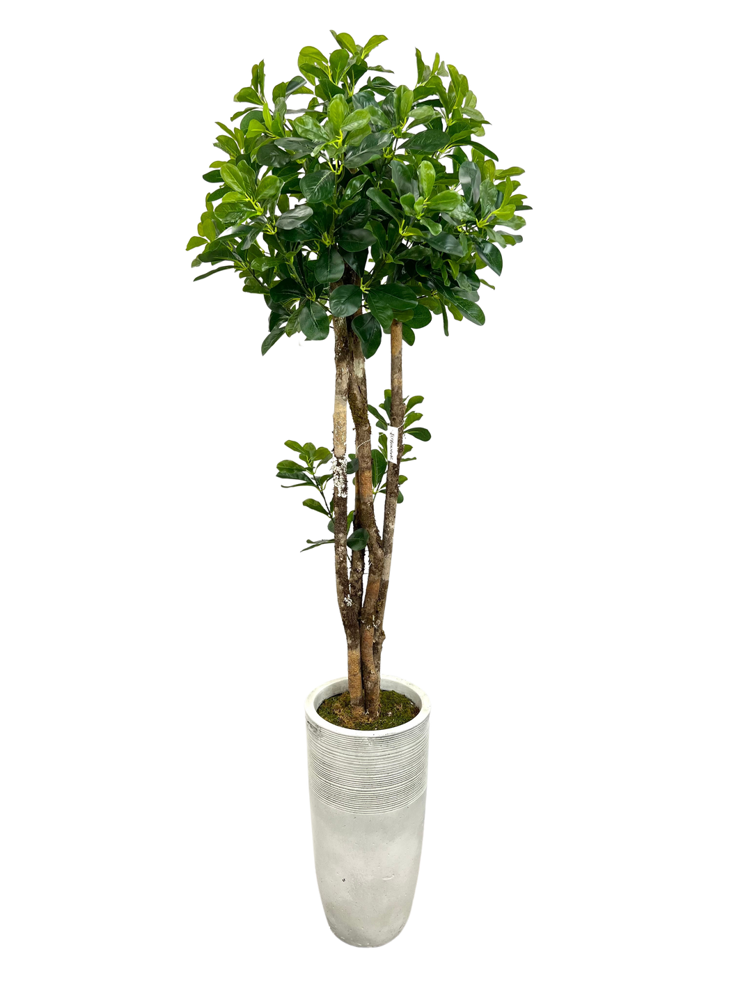 4' BLACK OLIVE TOPIARY IN LT GRAY FBRGL