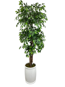 6.5' FICUS 4-TIER IN WHT FBRGL
