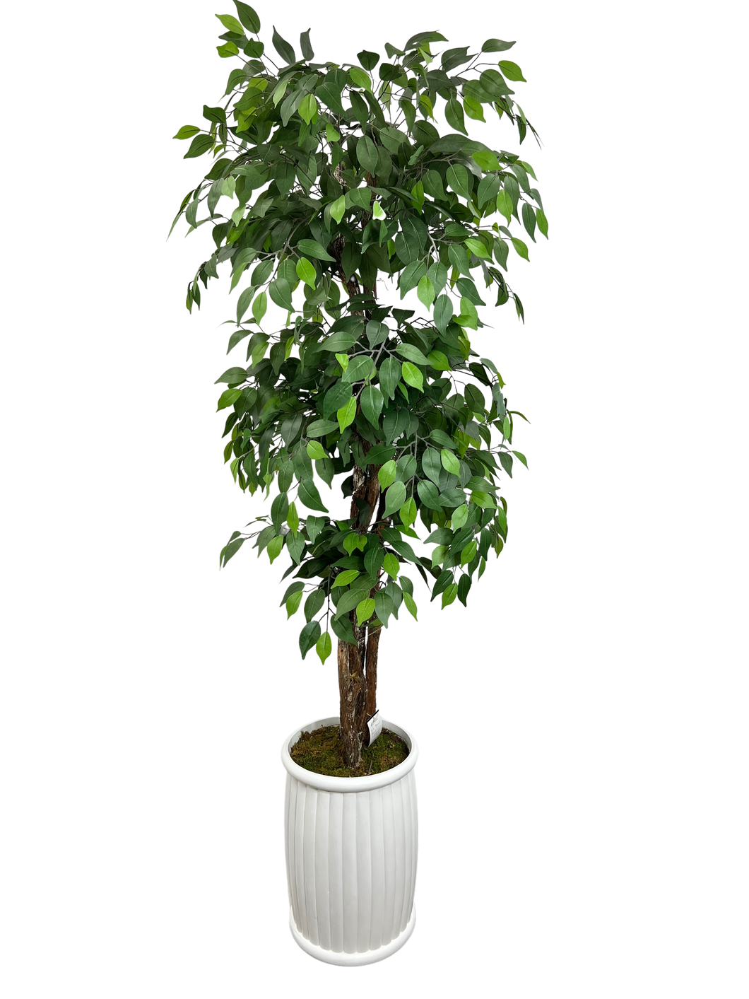 6.5' FICUS 4-TIER IN WHT FBRGL