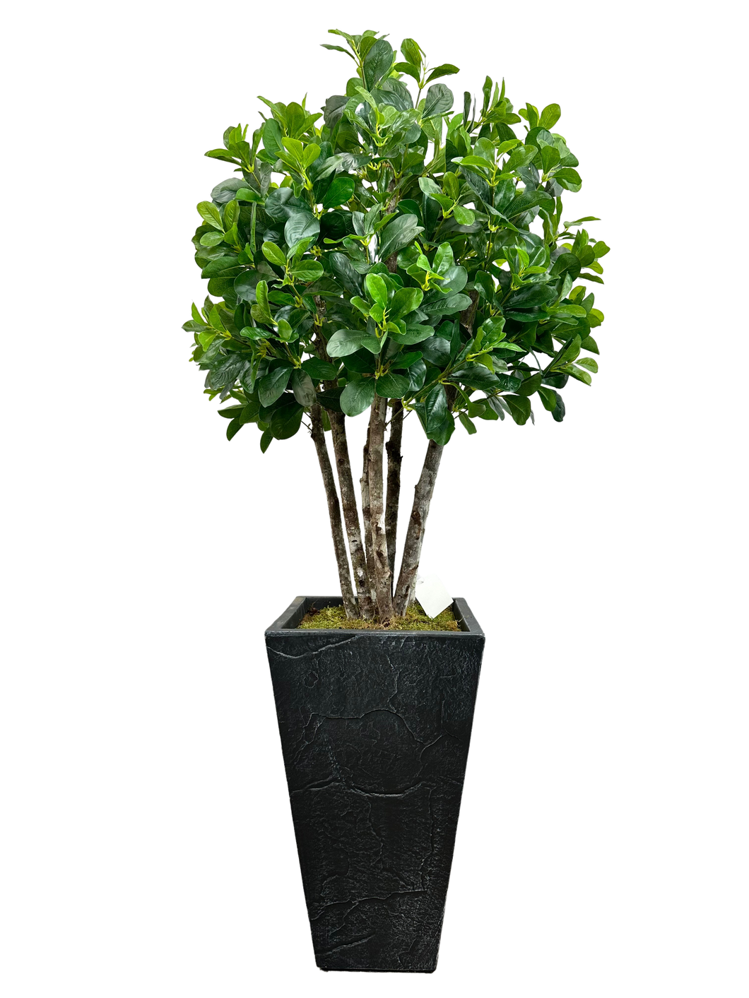 4' BAY OLIVE IN DK GRAY FBRGL