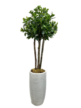 Load image into Gallery viewer, 5&#39; BAY OLIVE IN DES FBRGL

