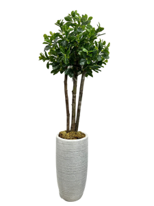 5' BAY OLIVE IN DES FBRGL
