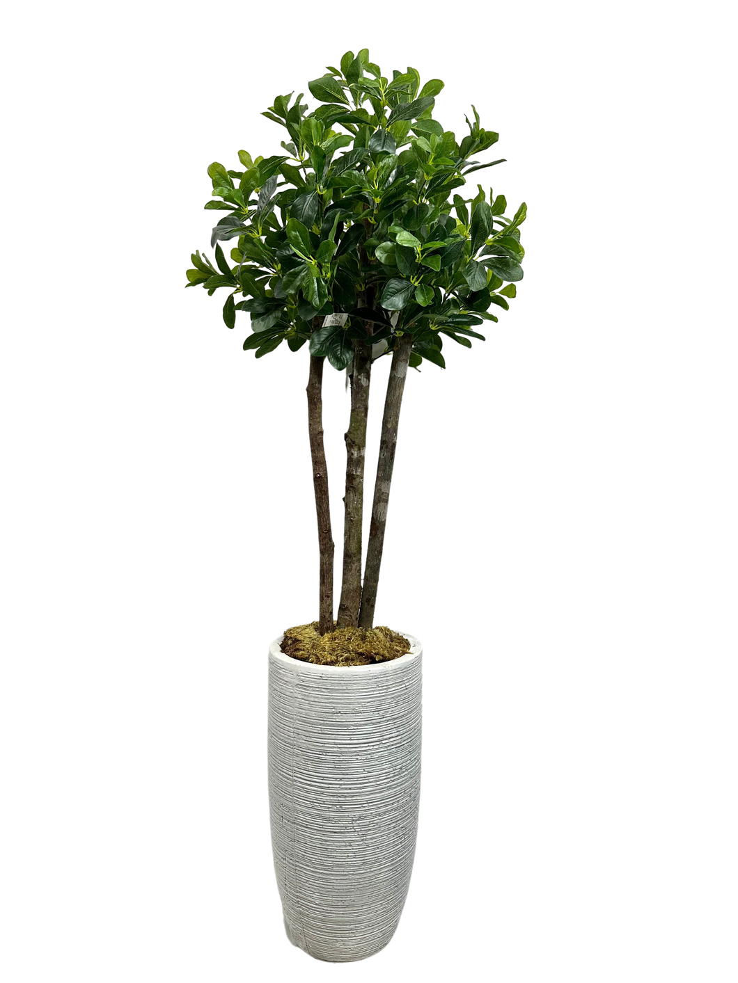 5' BAY OLIVE IN DES FBRGL