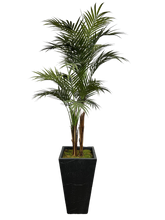 Load image into Gallery viewer, 5.5&#39; GOLDEN CANE PALM IN FBRGL
