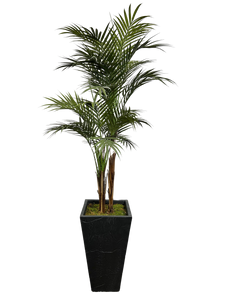 5.5' GOLDEN CANE PALM IN FBRGL