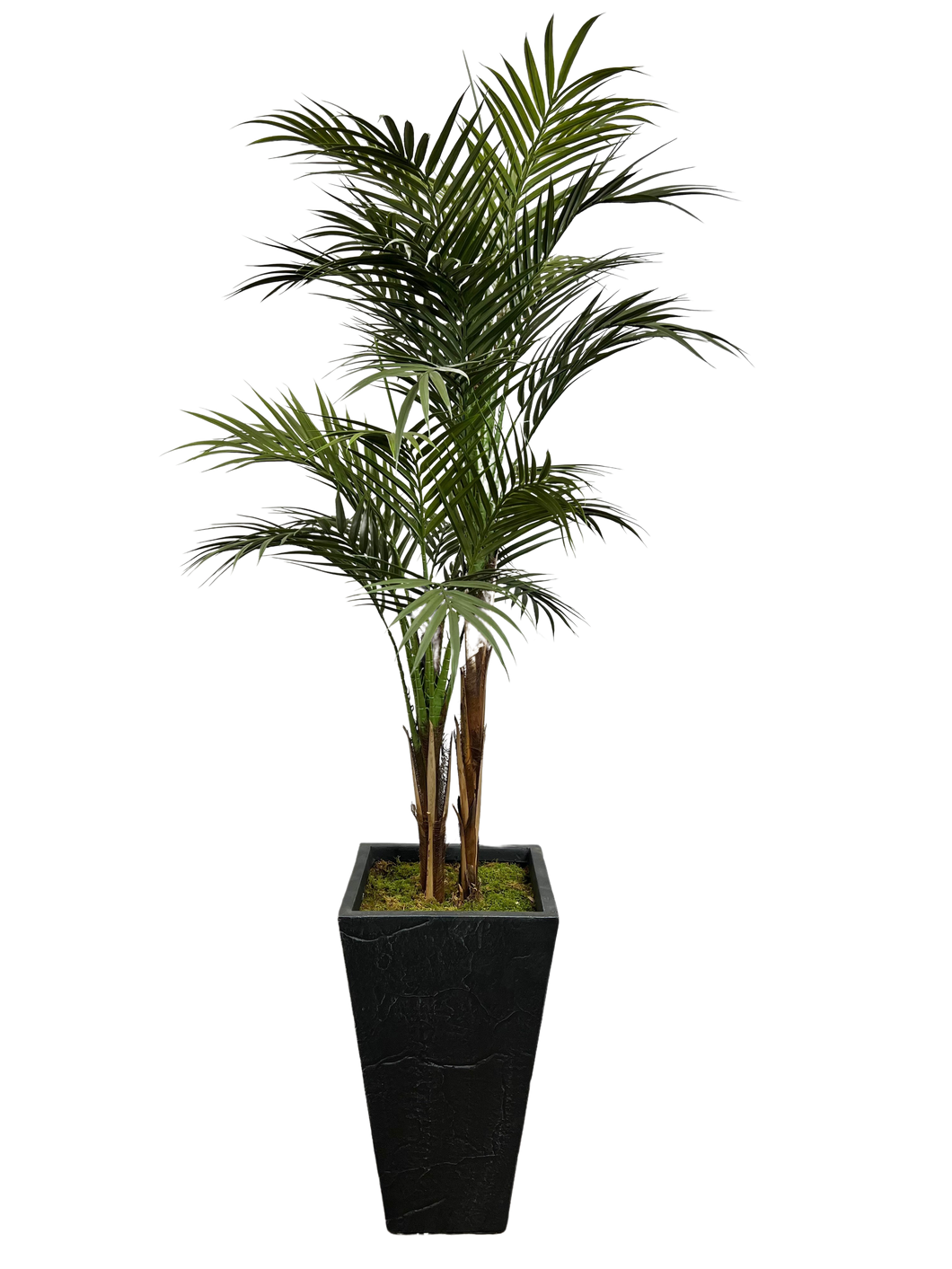 5.5' GOLDEN CANE PALM IN FBRGL