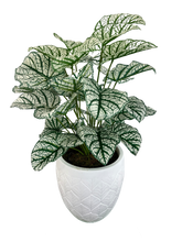 Load image into Gallery viewer, 3&#39; CASIA VARIEGATED PLANT IN FBRGL
