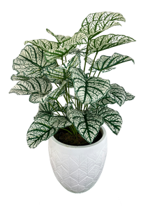 3' CASIA VARIEGATED PLANT IN FBRGL