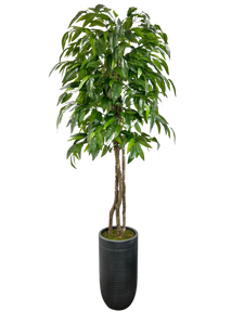 8' MANGO IN GRAY FBRGL