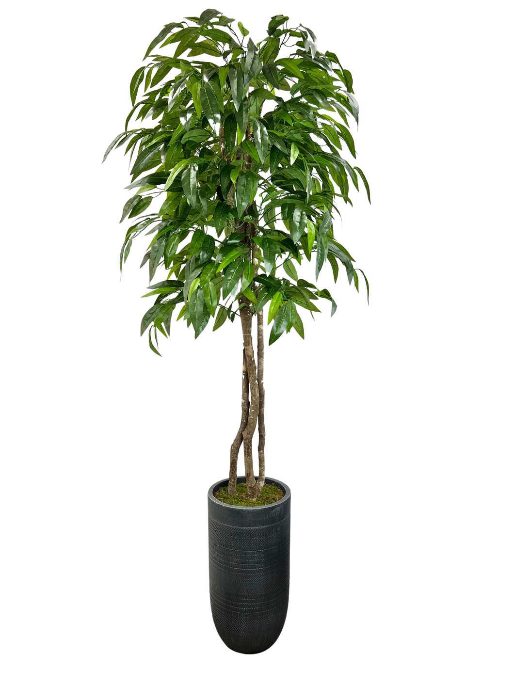 8' MANGO IN GRAY FBRGL