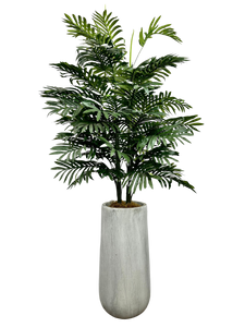 5.5' PHOENIX PALM IN GRAY FBRGL