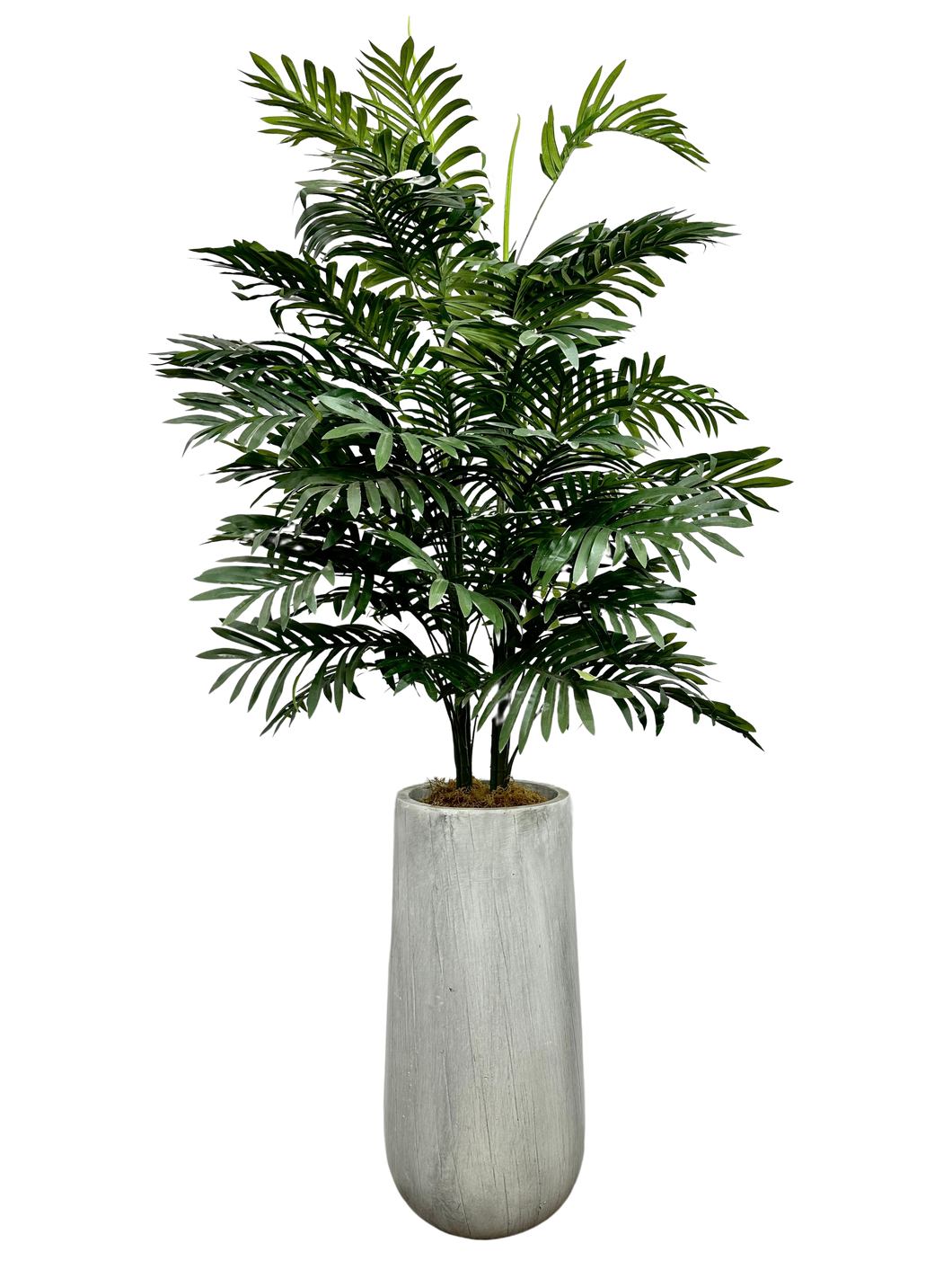 5.5' PHOENIX PALM IN GRAY FBRGL