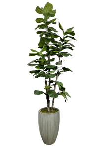 6.5' NATURAL FIG IN GRAY FBRGL