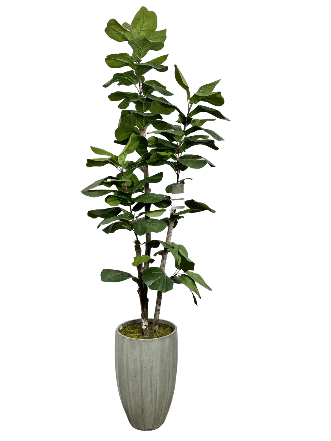 6.5' NATURAL FIG IN GRAY FBRGL