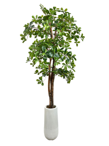 5.5' BLACK OLIVE 3-TIER IN WHT FBRGL