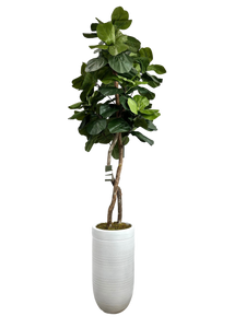 8' FIG IN WHT FBRGL