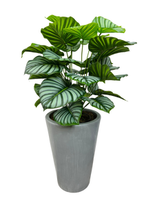 3' PRAYER PLANT IN GRAY FBRGL