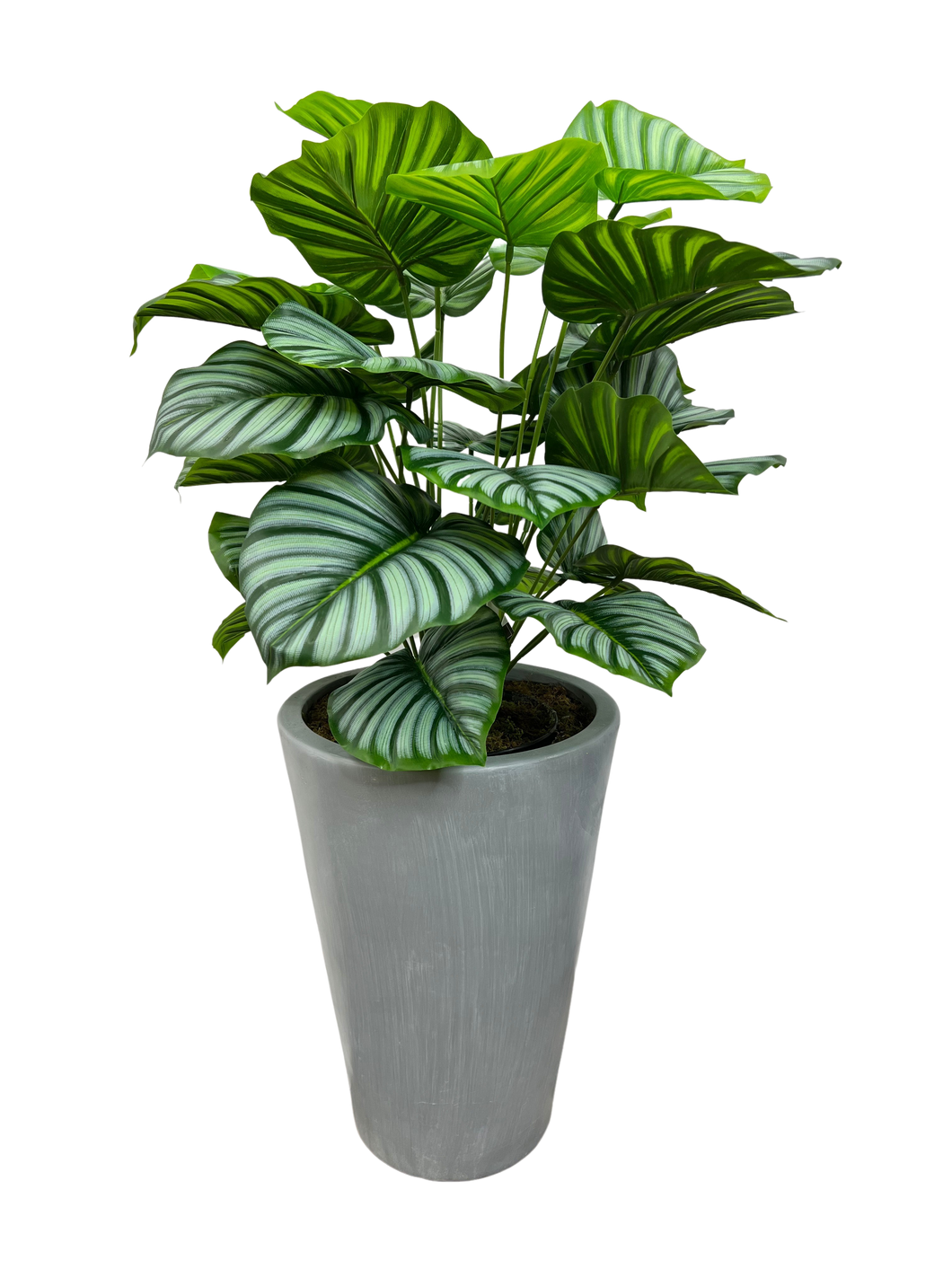 3' PRAYER PLANT IN GRAY FBRGL