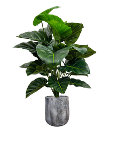 3' CASIA PLANT IN FBRGL
